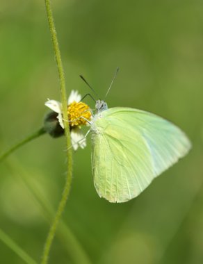 Ortak çim sarı kelebek (Eurema hecabe contubrenalis (Moor