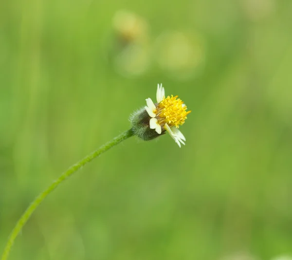 Little white flower with yellow pollen ,little iron weed — Stock Photo, Image
