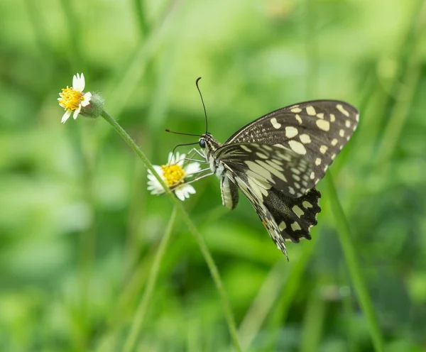 Black-veined Sergeant butterfly (Athyma ranga) on flower — Stock Photo, Image