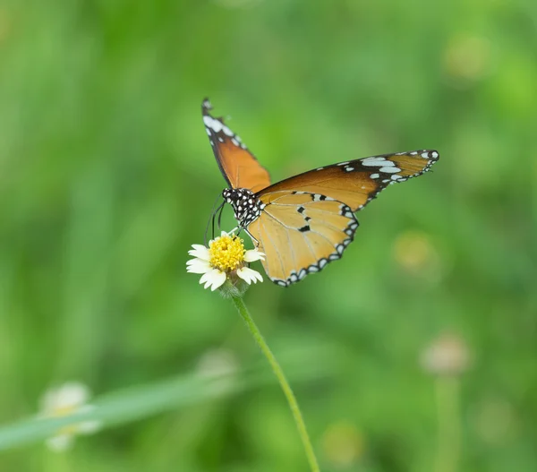 Mariposa tigre llano (mariposa de Danaus chrysippus) en una flor — Foto de Stock