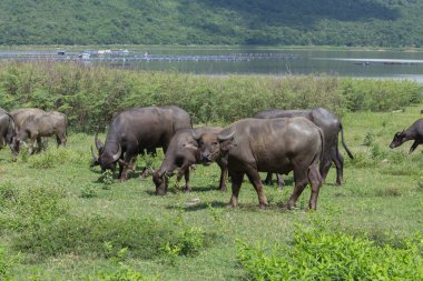 Su bufalo çim sahası içinde