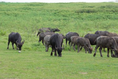 bufalo çim sahada yeme