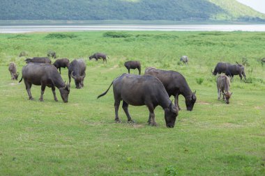 bufalo çim sahada yeme