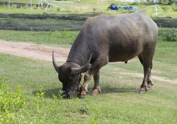 Buffalo eating grass on the field — Stock Photo, Image