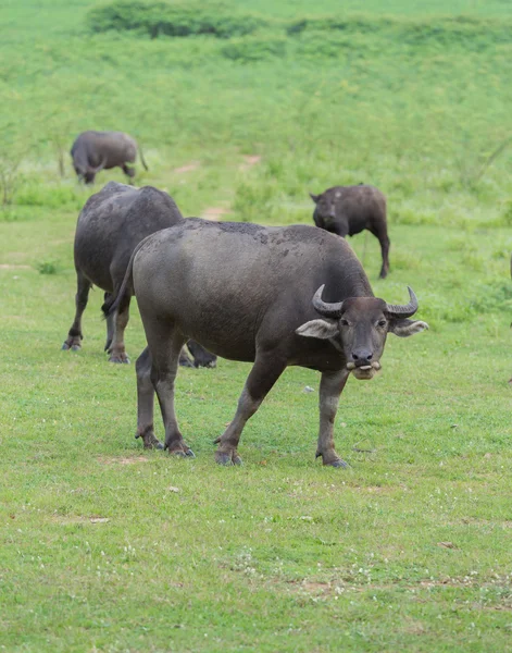 Water buffalo in the grass field — Stock Photo, Image