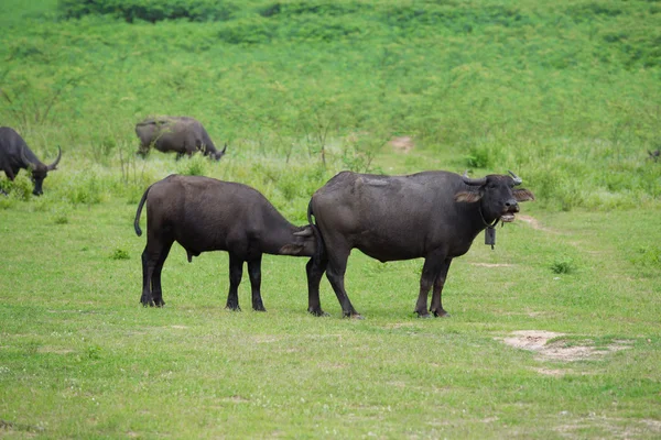 Water buffalo in the grass field — Stock Photo, Image