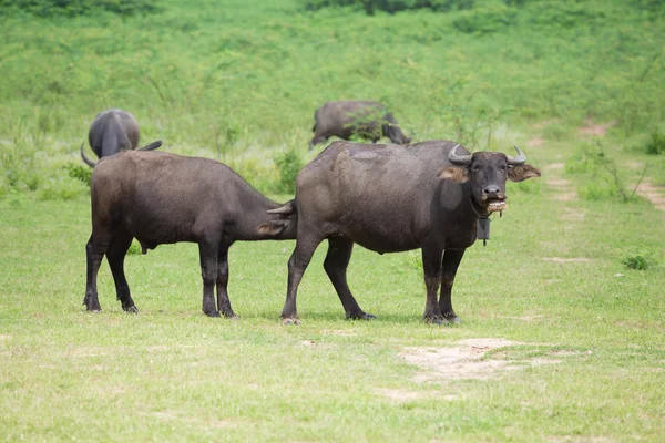 Water buffalo in the grass field — Stock Photo, Image