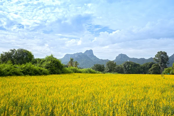 Sunhemp Crotalaria juncea květinové pole nebo s Khao Jeen Lae memoranda — Stock fotografie