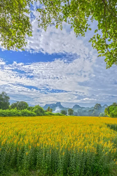 Campo de flores de cáñamo solar o Crotalaria juncea con Khao Jeen Lae mou —  Fotos de Stock