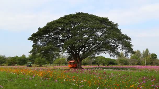 Birçok Turist Çiçek Tarlasındaki Büyük Yağmur Ağacını Ziyaret Ediyor — Stok video