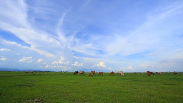 Upadek Krowy Jedzącej Trawę Polu Trawy — Wideo stockowe