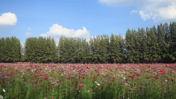 Timelapse Van Prachtig Kosmos Veld — Stockvideo