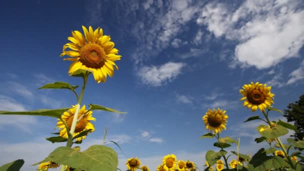 Timelapse Van Zonnebloem Met Lucht — Stockvideo