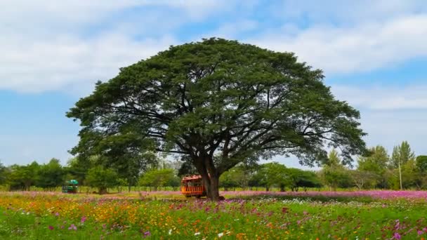 Timelapse Många Turister Besöker Det Stora Regnträdet Blomma Fält — Stockvideo