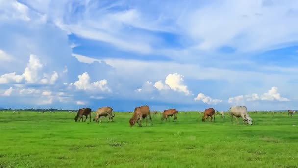 Time Lapse Cow Eating Grass Grass Field — Stock Video