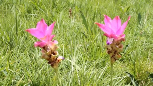 Tulipán Siam Con Soplo Viento Provincia Chaiyaphum Tailandia — Vídeos de Stock