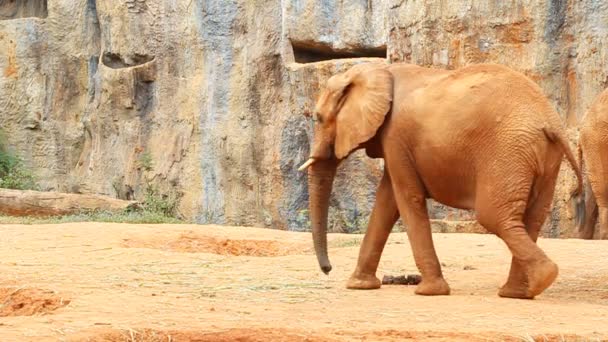 Afrikansk Elefant Vilar Och Går — Stockvideo