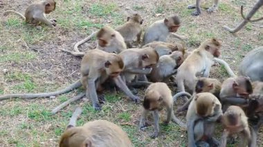 Tayland maymunları yemek yiyor.