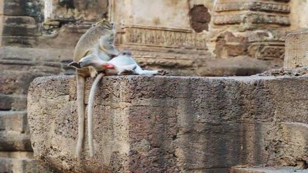 Tayland Maymunu Yerde Dinleniyor — Stok video