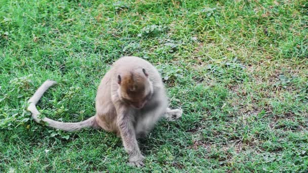 Tayland Maymunu Otları Yiyor — Stok video