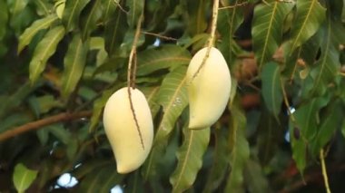 Ağaçtaki altın mango rüzgar esintisiyle