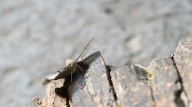 Kırpıcı kelebek (partenos sylvia) bir ağaçta dinleniyor