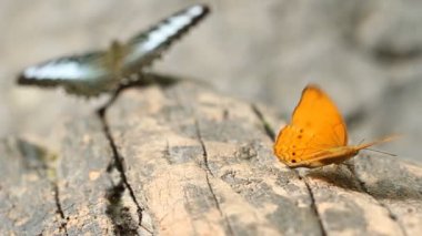 Sıradan leopar kelebeği (Phalnta fhalnta fhalnfa Drury) kırpıcı kelebek (partenos sylvia) ile bir ahşap üzerinde dinleniyor