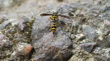 A perfect wasp-mimic surphid fly (Syrphidae)  resting on stone