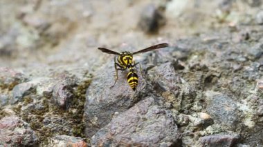 A perfect wasp-mimic surphid fly (Syrphidae)  resting on stone