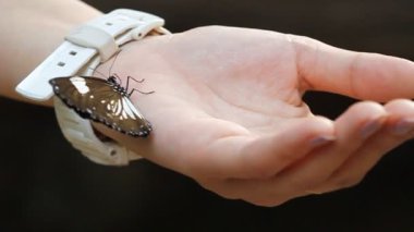 Bir kadının elinde kelebek