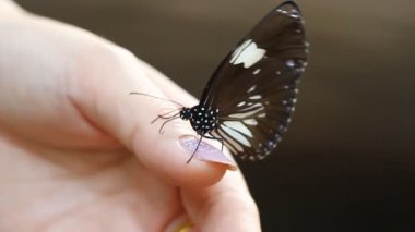 Bir kadının elinde kelebek