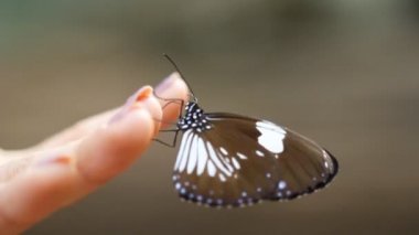 Bir kadının elinde kelebek
