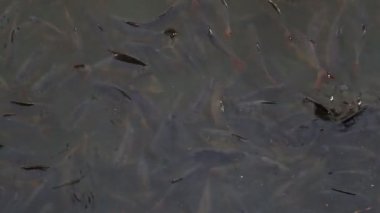 Nehirde yüzen balıklar