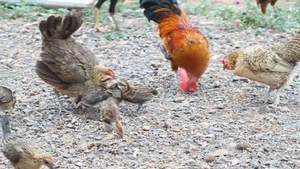 Coq Poule Avec Des Poulets Mangeant Riz — Video