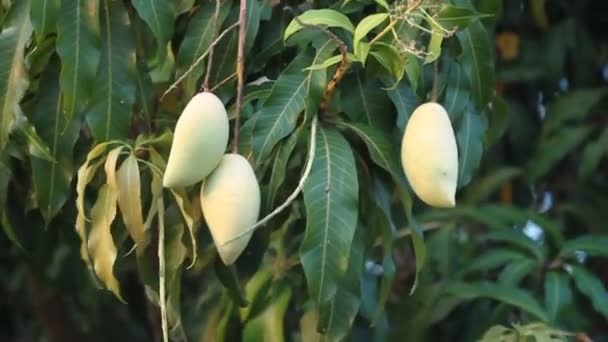 Goldene Mango Auf Baum Mit Windstoß — Stockvideo