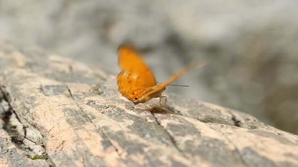 Motýl Obecný Phalnta Phalnta Phalnfa Drury Odpočívající Dřevě — Stock video