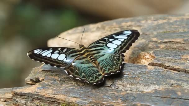 Clipper Schmetterling Parthenos Sylvia Ruht Auf Einem Holz — Stockvideo