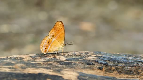 Gewone Luipaardvlinder Phalnta Phalnta Phalnfa Drury Die Een Hout Rust — Stockvideo