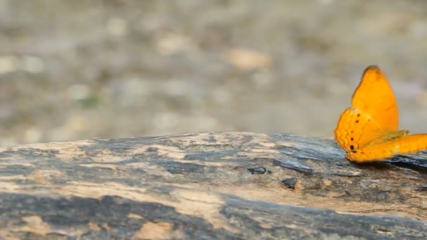 Borboleta Leopardo Comum Phalnta Phalnta Phalnfa Drury Descansando Sobre Uma — Vídeo de Stock