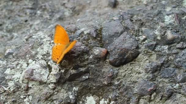 Motýl Obecný Phalnta Phalnta Phalnfa Drury Spočívající Kameni — Stock video