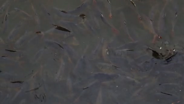 Nehirde Yüzen Balıklar — Stok video