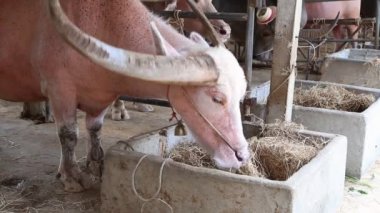 su baffalo yeme kurutulmuş çim ahır