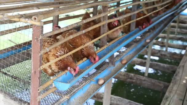 Gallina Gallina Huevos Comiendo Alimentos Granja — Vídeos de Stock