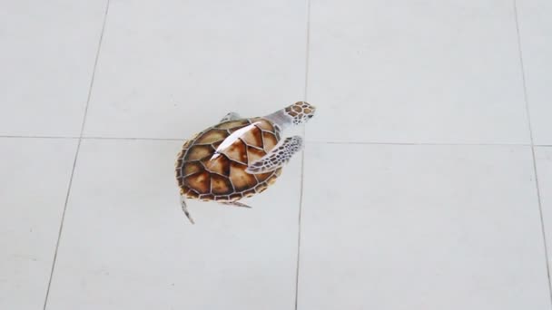Small Green Turtle Chelonia Mydas Pond — Stock Video