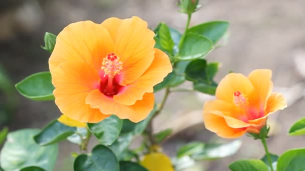 Fiore Ibisco Arancione Con Colpo Vento — Video Stock