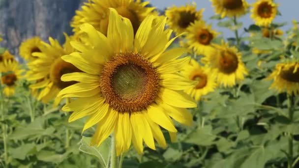 Abeja Planta Girasol — Vídeos de Stock