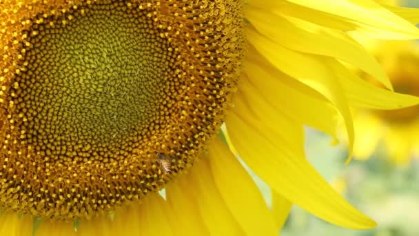 Primer Plano Abeja Planta Girasol — Vídeos de Stock