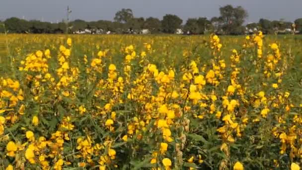 Flor Legumbres Amarillas Con Viento Soplo — Vídeos de Stock