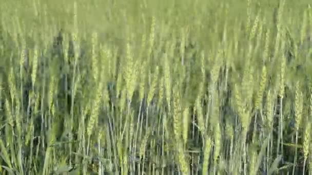 風の吹く緑の小麦畑 — ストック動画