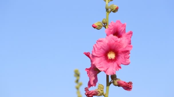Różowy Hollyhock Althaea Rosea Kwiat Kwitnie Wiatrem — Wideo stockowe